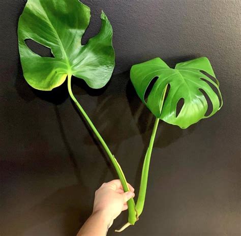 Jun 23, 2023 · To propagate Monstera deliciosa from a stem cutting, do this: Get a clean knife or scissors. Cut below a node. Put the cutting in water or a rooting medium. Wait 2-3 weeks for roots to grow. Repot in its final pot and medium. Daniel. Daniel has been a plant enthusiast for over 20 years. 